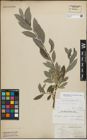 Foto von Salix myrsinifolia Salisb. x Salix repens L.